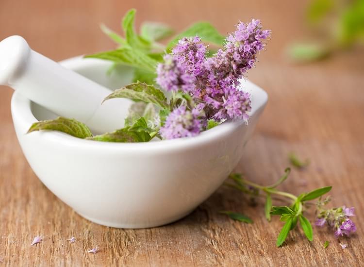 You Can Use Herbs While Medicines for Your Best Health